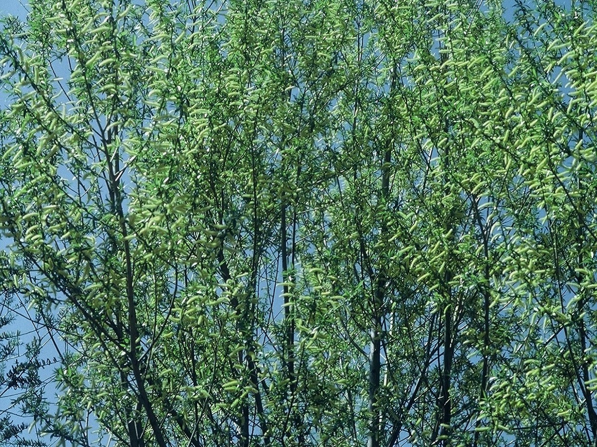 Salix triandra (Salicaceae)
